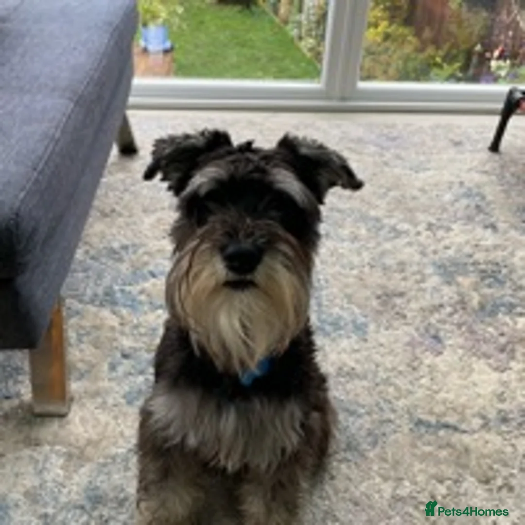 Miniature Schnauzer dogs for stud: MS Stud KC registered in Bradford - Advert 4