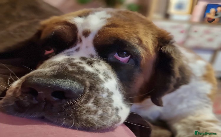 Saint Bernard dogs - Advert 1