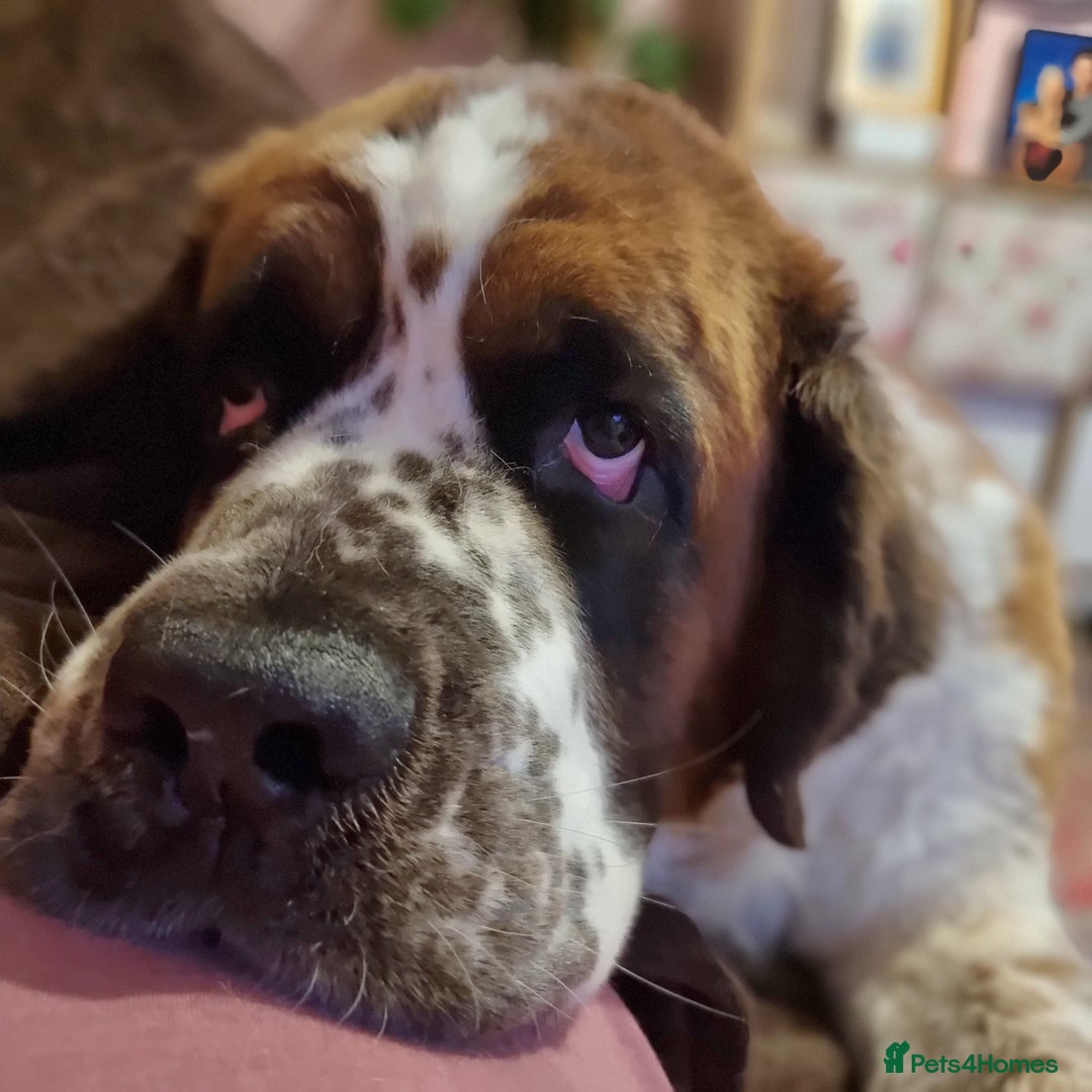 Saint Bernard dogs for sale: Female rough coated Saint Bernard  - Image 1