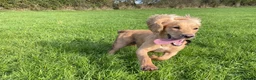 Cocker Spaniel dogs for sale: Stunning LEMON KC Reg Working Cocker Spaniel pups - Advert 6