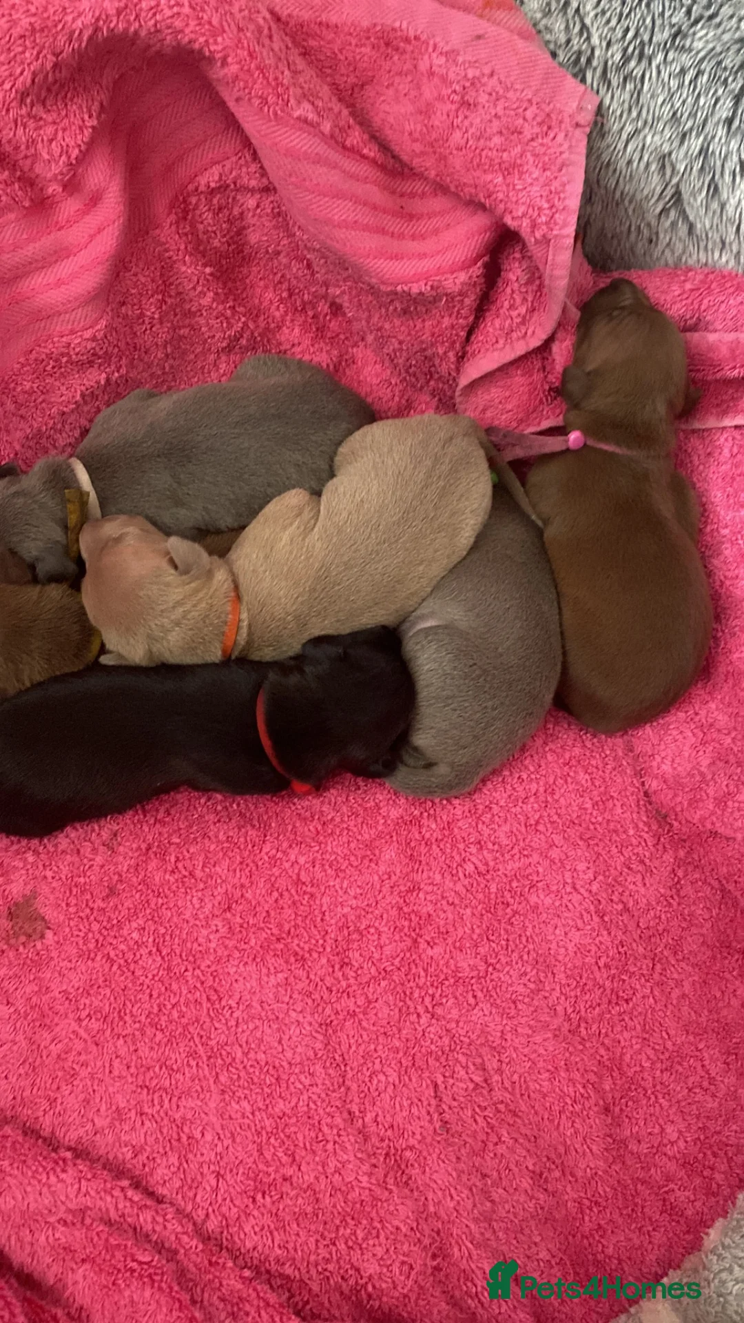 Italian Greyhound dogs for sale: Beautiful Italian greyhound puppies  - Advert 2