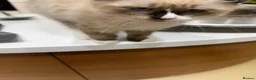 Ragdoll cats for sale: Super rare cute cuddly confident ragdoll kittens in Bexhill-on-Sea - Advert 12