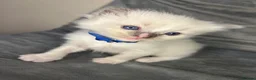 Ragdoll cats for sale: Beautiful mink ragdoll kittens  - Advert 19
