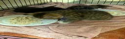 Bengal cats for sale: Kitten’s and mother are ready for there homes - Advert 21