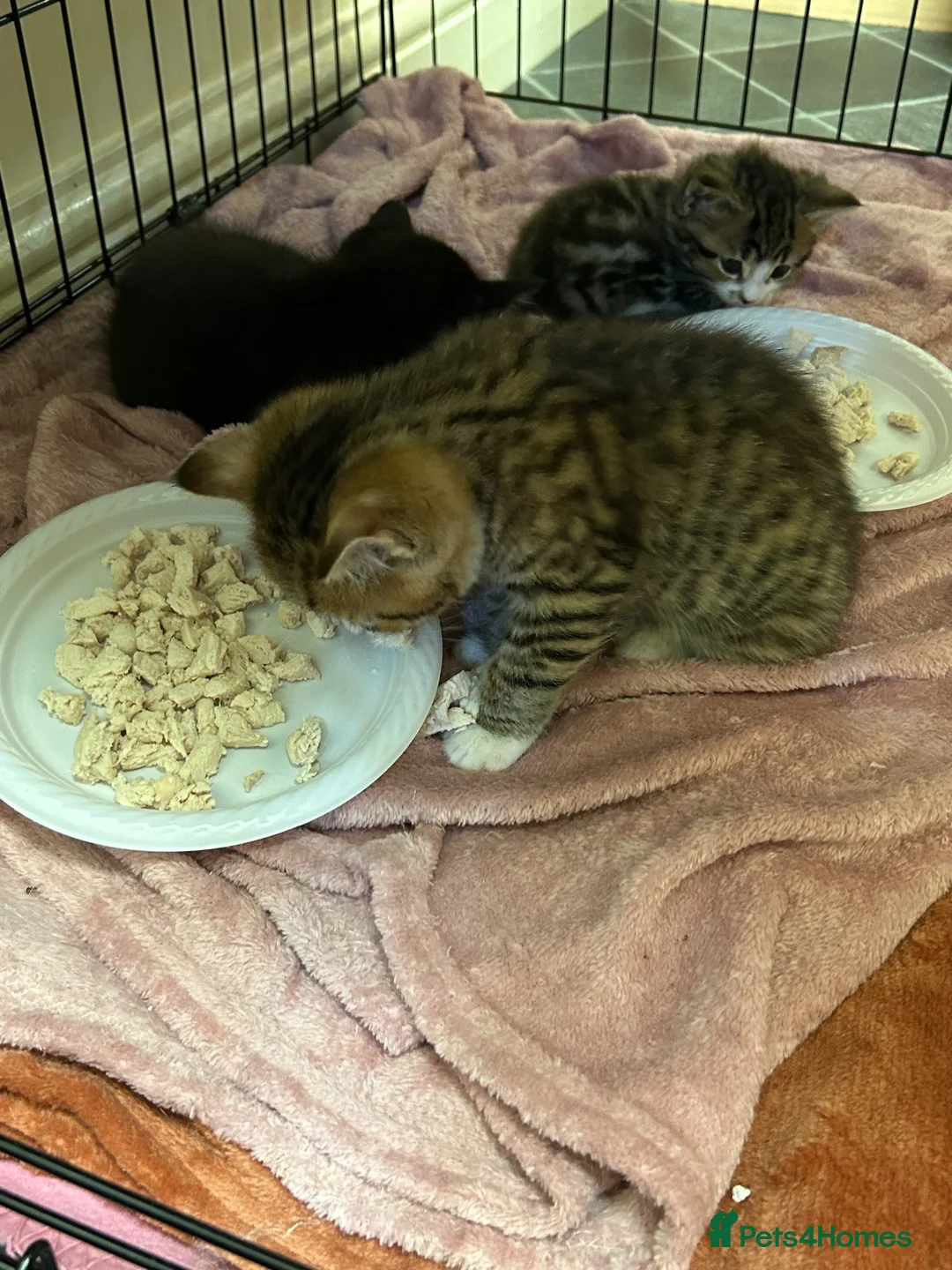 Bengal cats for sale: Kitten’s and mother are ready for there homes - Advert 21