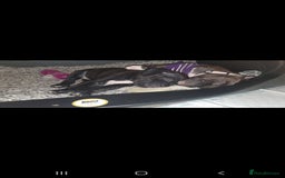 Staffordshire Bull Terrier dogs for sale: 2 boy pups Staffies - Image 4