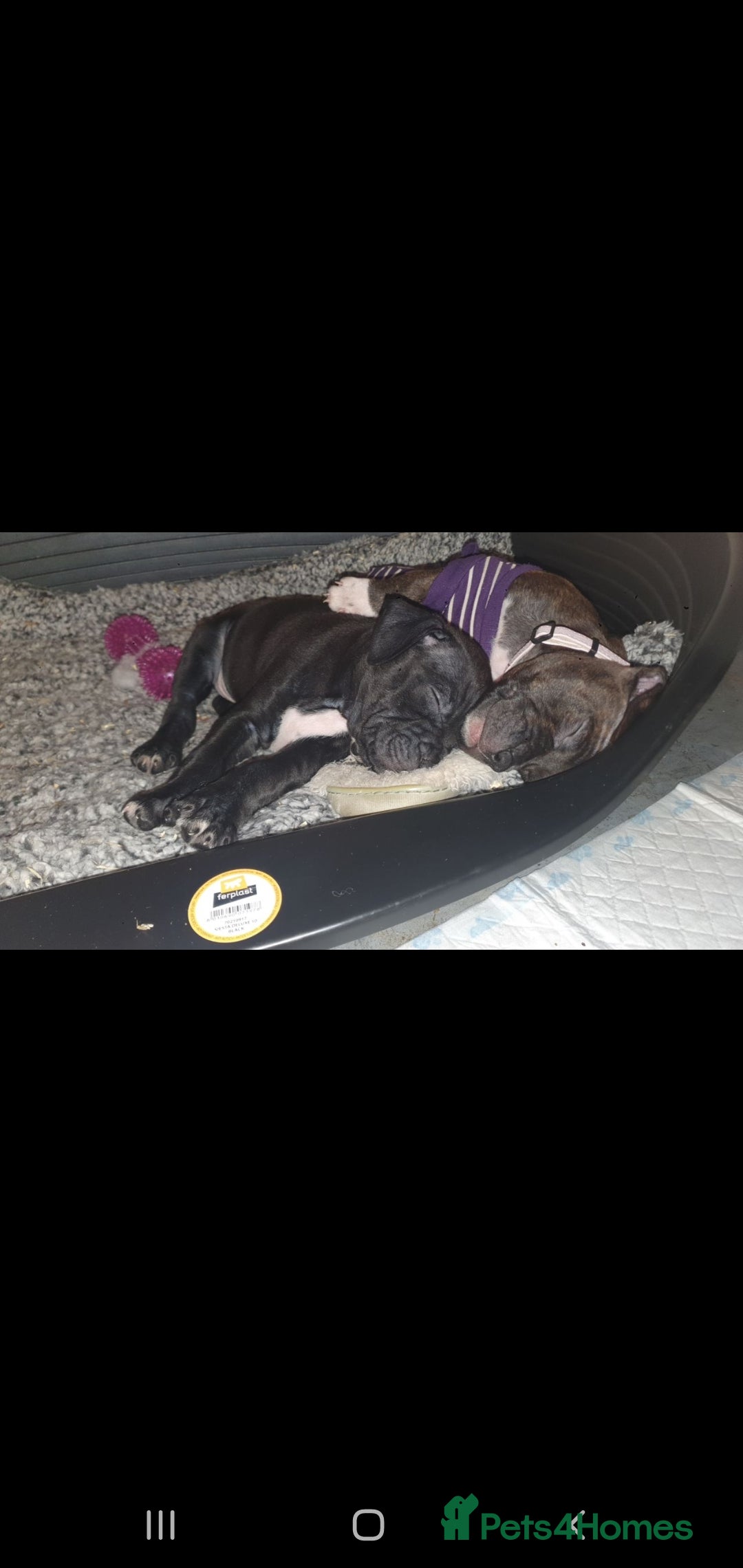 Staffordshire Bull Terrier dogs for sale: 2 boy pups Staffies - Image 4