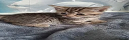 Mixed Breed cats for sale: 5 beautiful kittens  - Advert 12