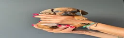 Miniature Dachshund dogs for sale: Miniature Smooth Dachshund Puppies  in Torquay - Advert 7