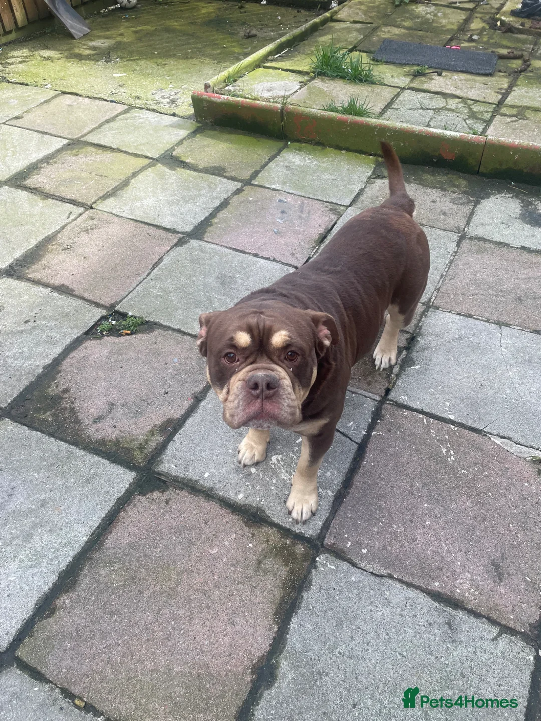 Old Tyme Bulldog dogs for stud: Mammut bulldog  - Advert 2