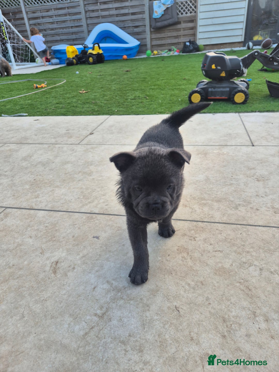 Mixed Breed dogs for sale: Chowxfrenchie Ready for new homes** - Image 15