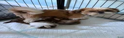 Shih Tzu dogs for sale: Two beautiful puppies remaining  - Advert 1