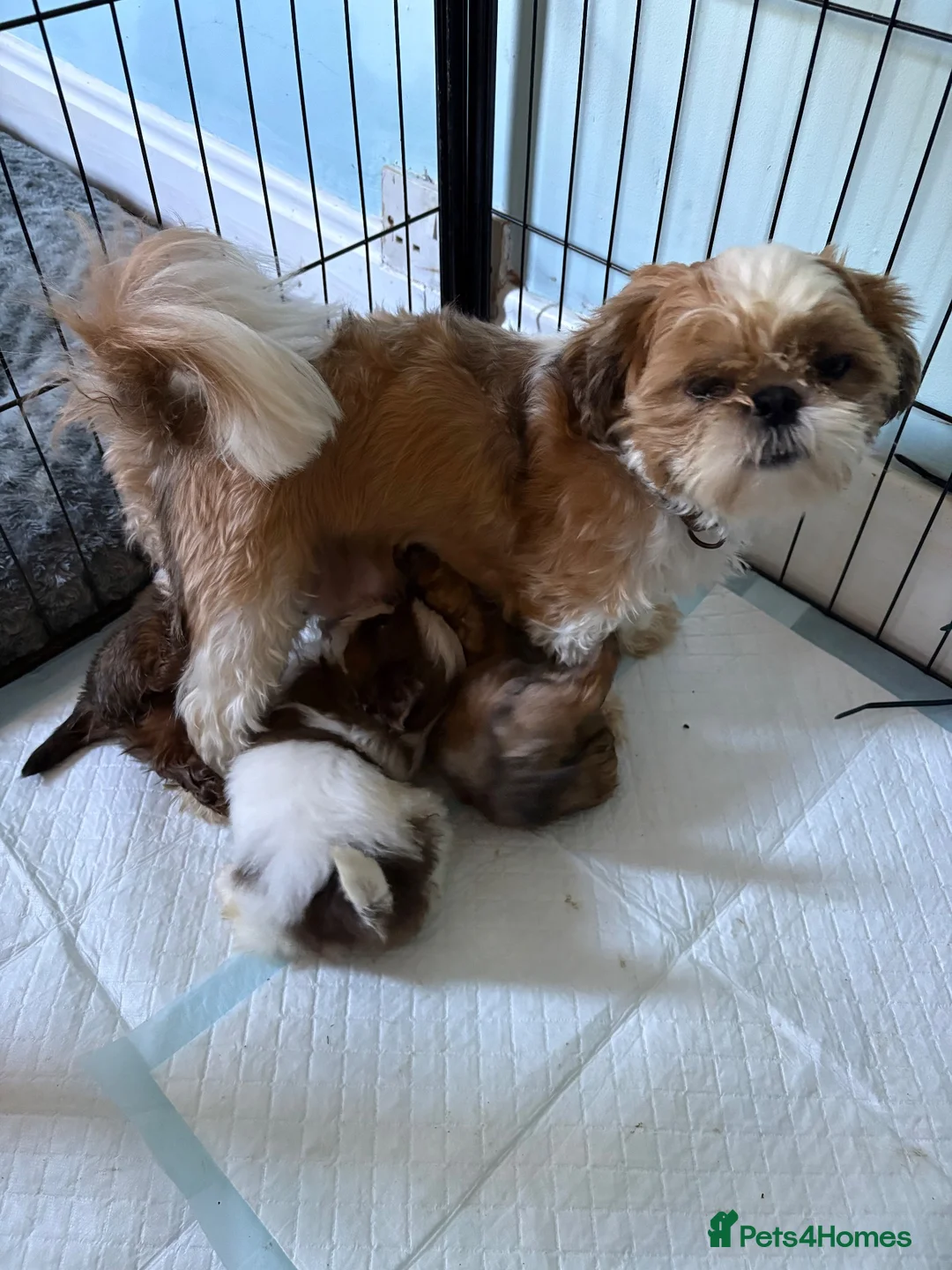 Shih Tzu dogs for sale: Two beautiful puppies remaining  - Advert 1
