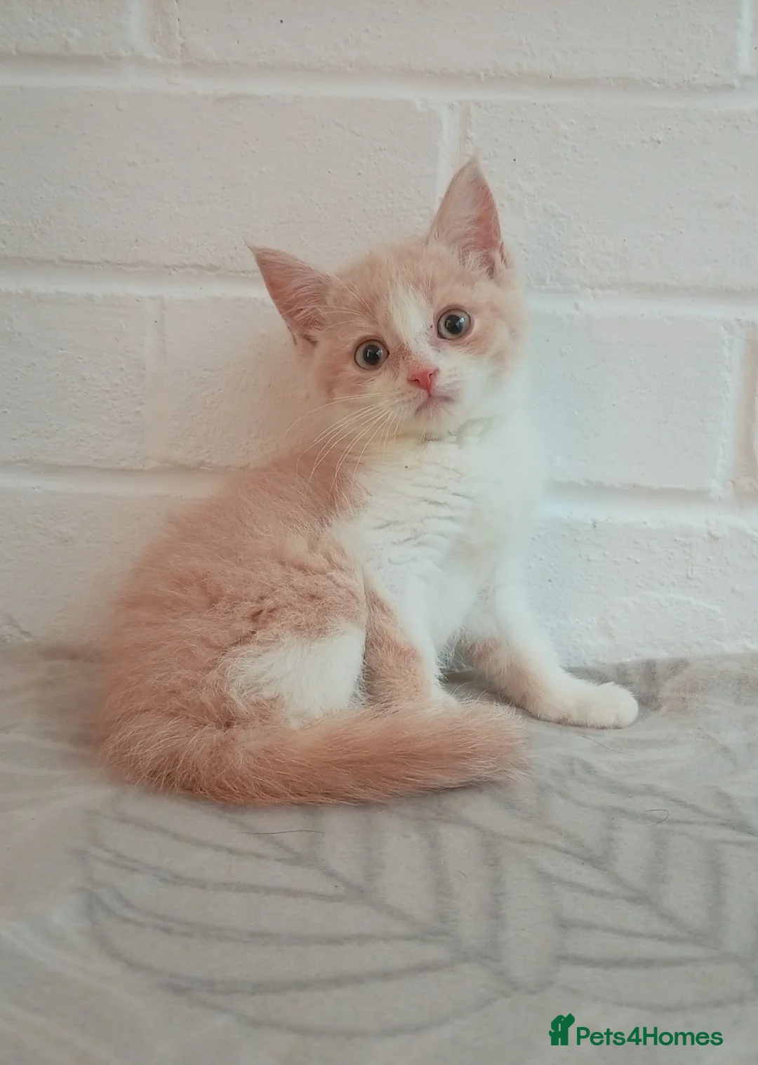 British Shorthair cats for sale: Stunning short haired kittens  - Advert 18