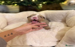 English Bulldog dogs for sale: Stunning English Bulldog Puppies 🐾🐶 - Advert 13