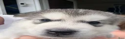 Utonagan dogs for sale: 7 stunning husky/malamute puppies in Waltham Abbey - Advert 21