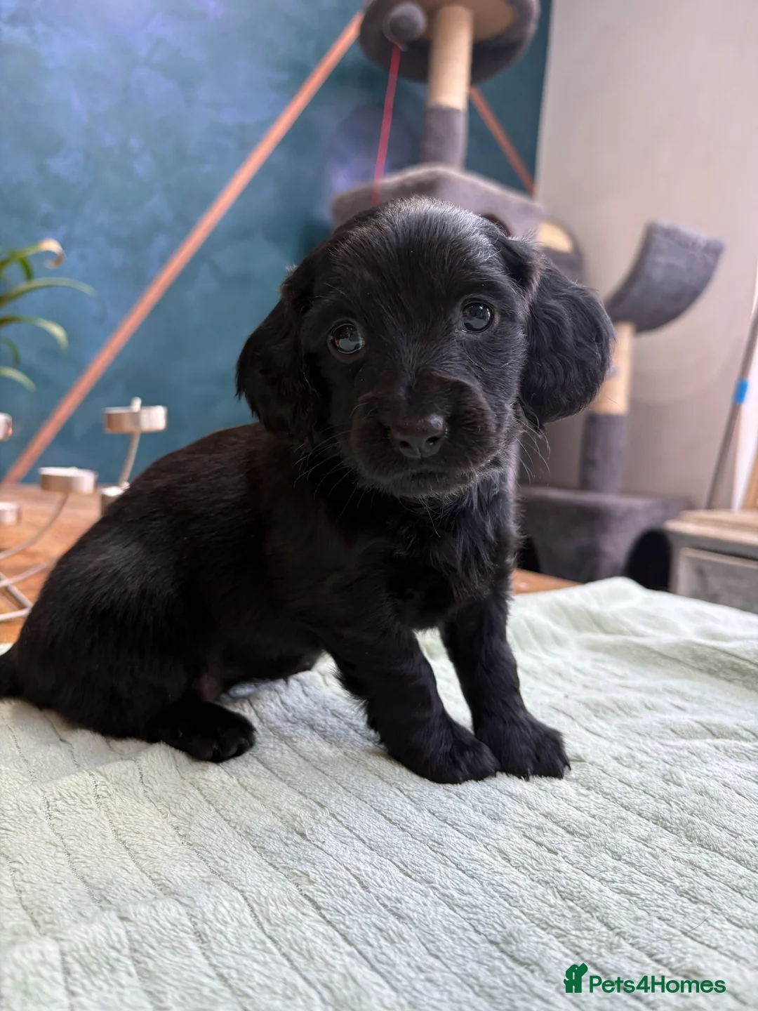 Mixed Breed dogs for sale: Doxiepoos - Advert 5