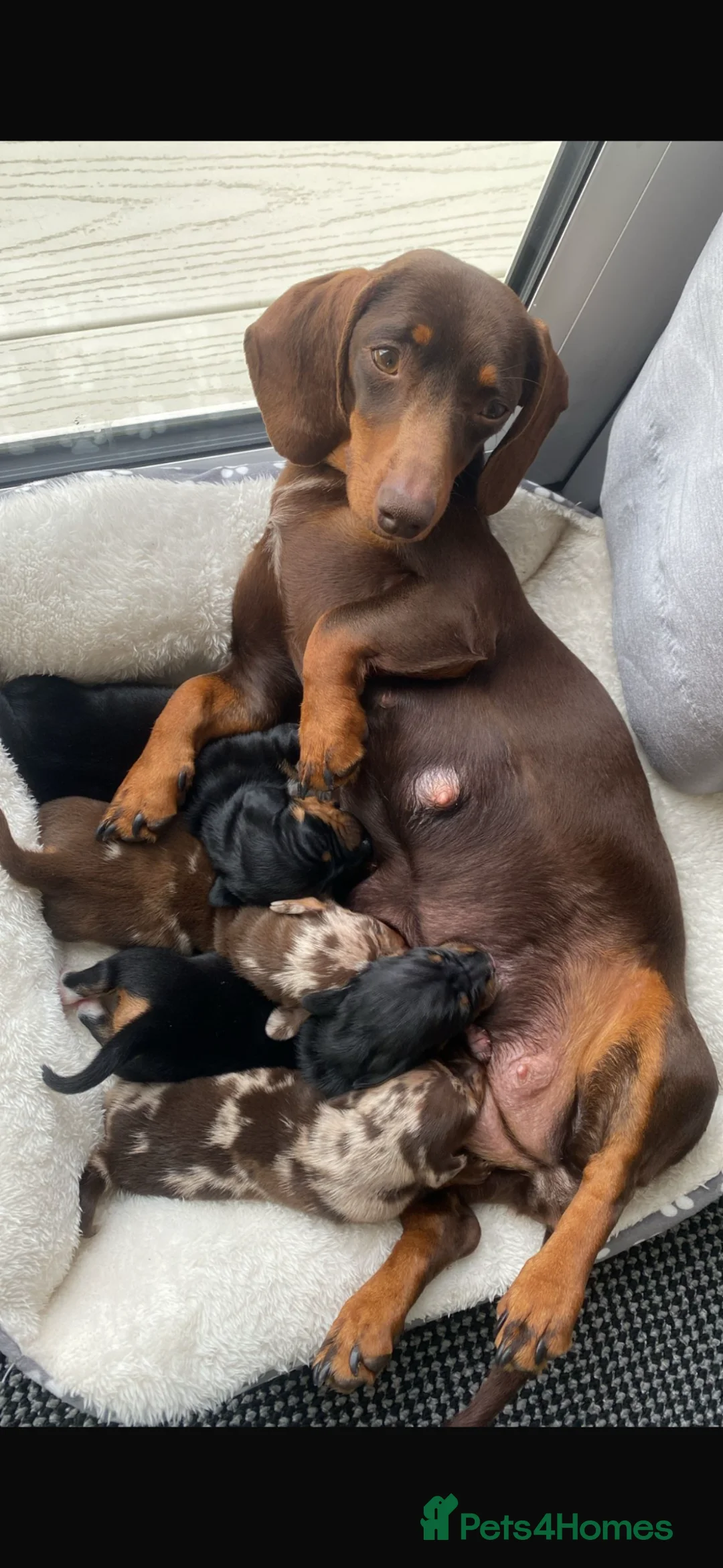 Dachshund dogs for sale: Dachshund puppies - Advert 2
