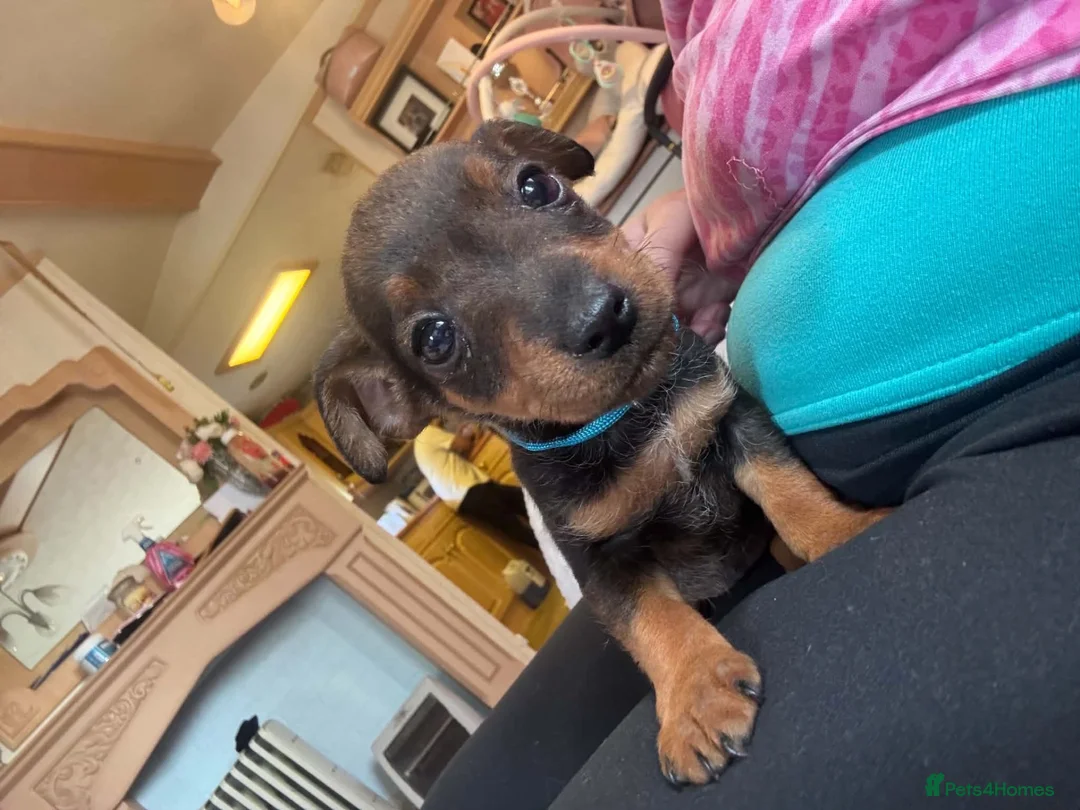 Jack Russell dogs for sale: Little cuties jack Russell  - Advert 1