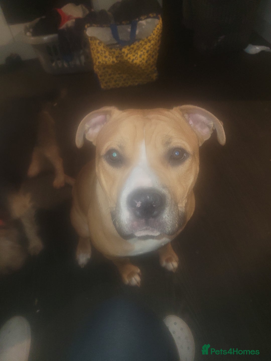 American Bulldog dogs for sale: 1 year old American bullgog - Advert 2
