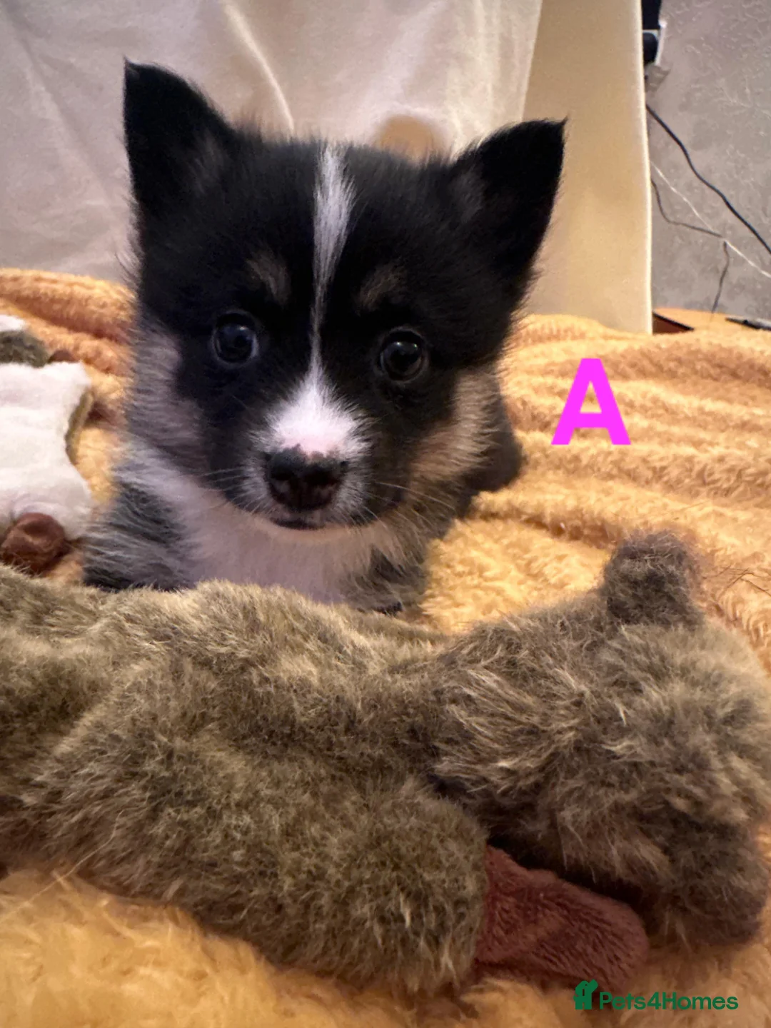 Pomsky dogs for sale: 5 Fluffy Pomsky pups- Ready Now - Advert 2