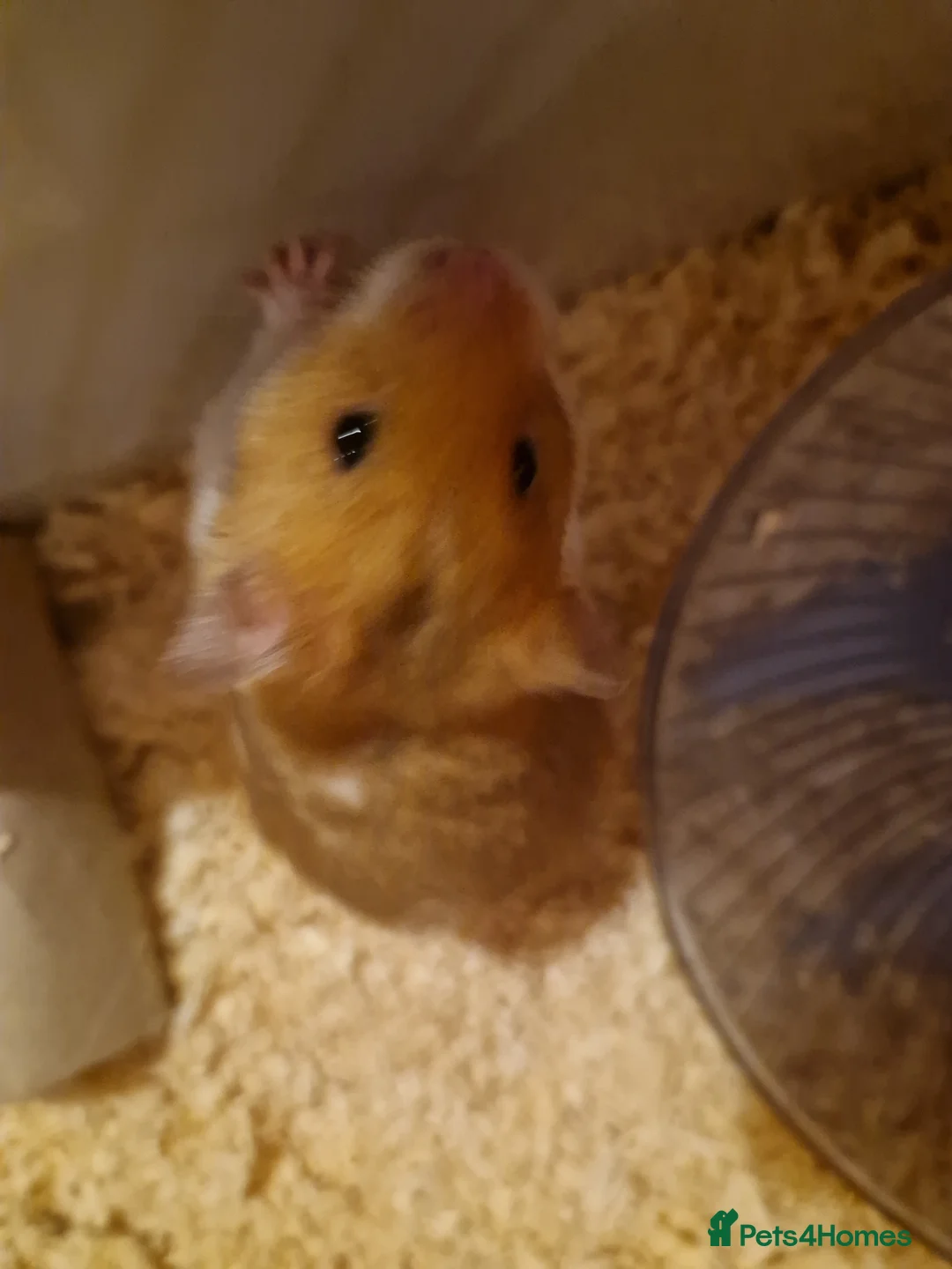 Hamster rodents for sale: Syrian hamster and cage  - Advert 5