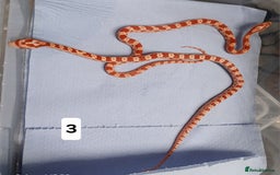 Corn Snake reptiles for sale: Corn Snake Morphs  - Image 2