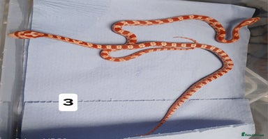 Corn Snake reptiles - Advert 13