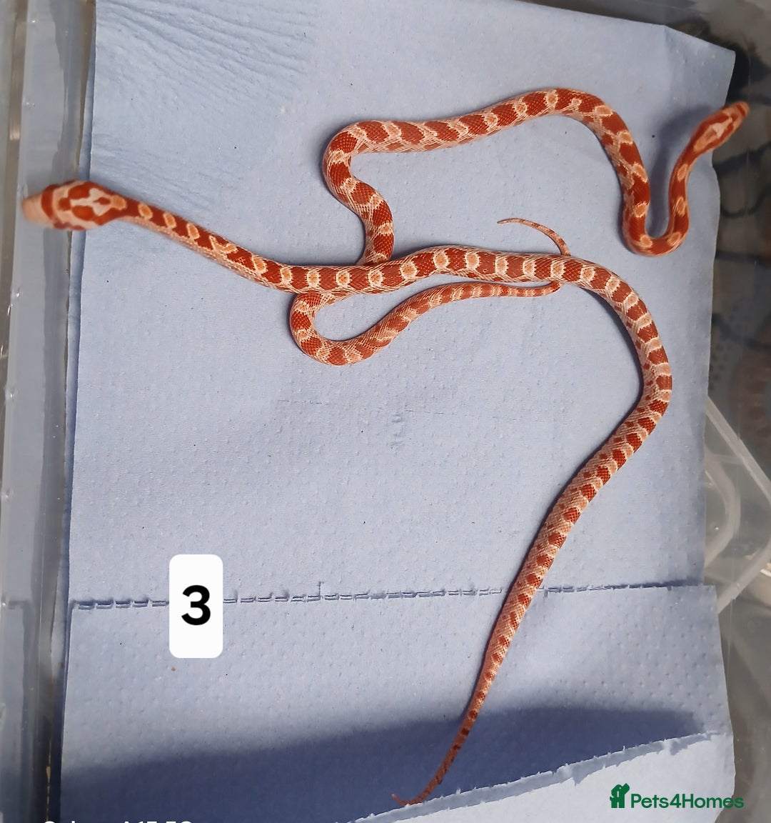 Corn Snake reptiles for sale: Corn Snake Morphs  - Image 2