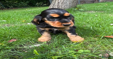 Cocker Spaniel dogs - Advert 9