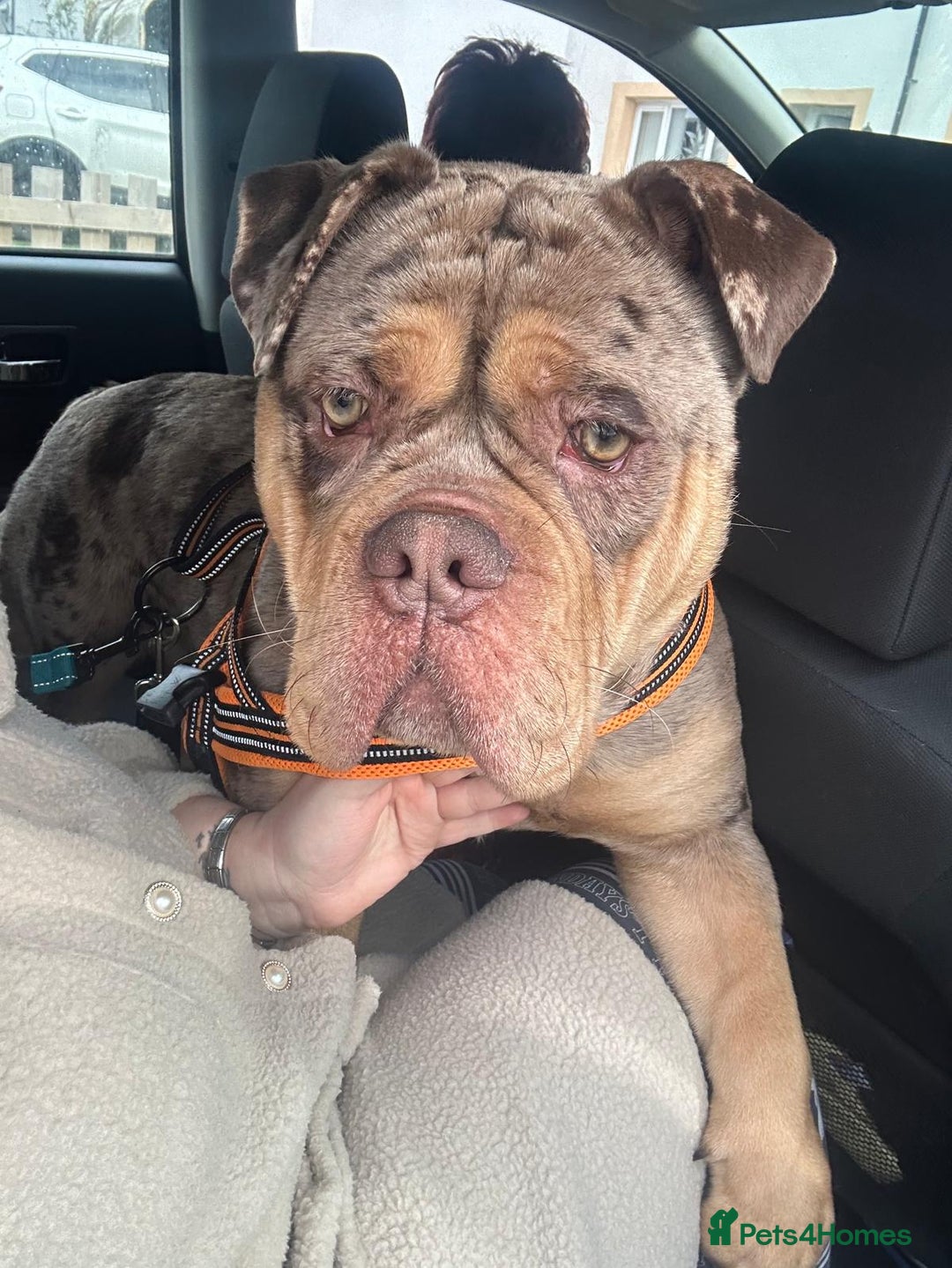 Olde English Bulldogge dogs for stud: Olde english bulldogge  - Advert 5