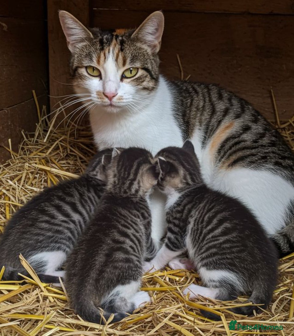Mixed Breed cats Bengal cross kittens  - Advert 2