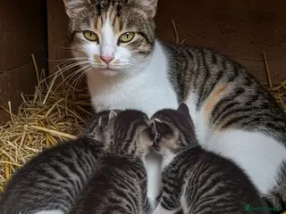 Mixed Breed cats Bengal cross kittens - Advert 2