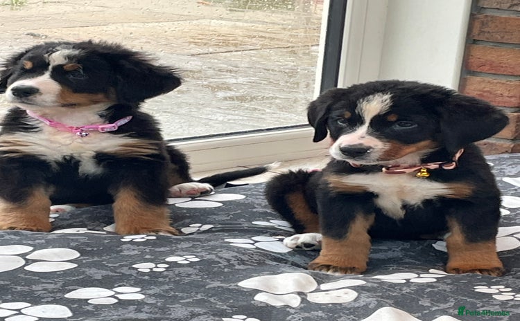 Bernese Mountain Dog dogs - Advert 1