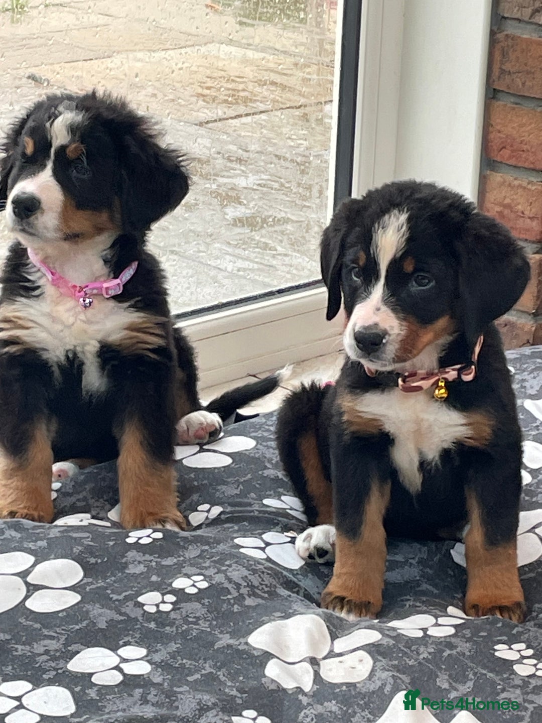 Dog Breeds Bernese Mountain Dog And Boxer Mix German Bernese