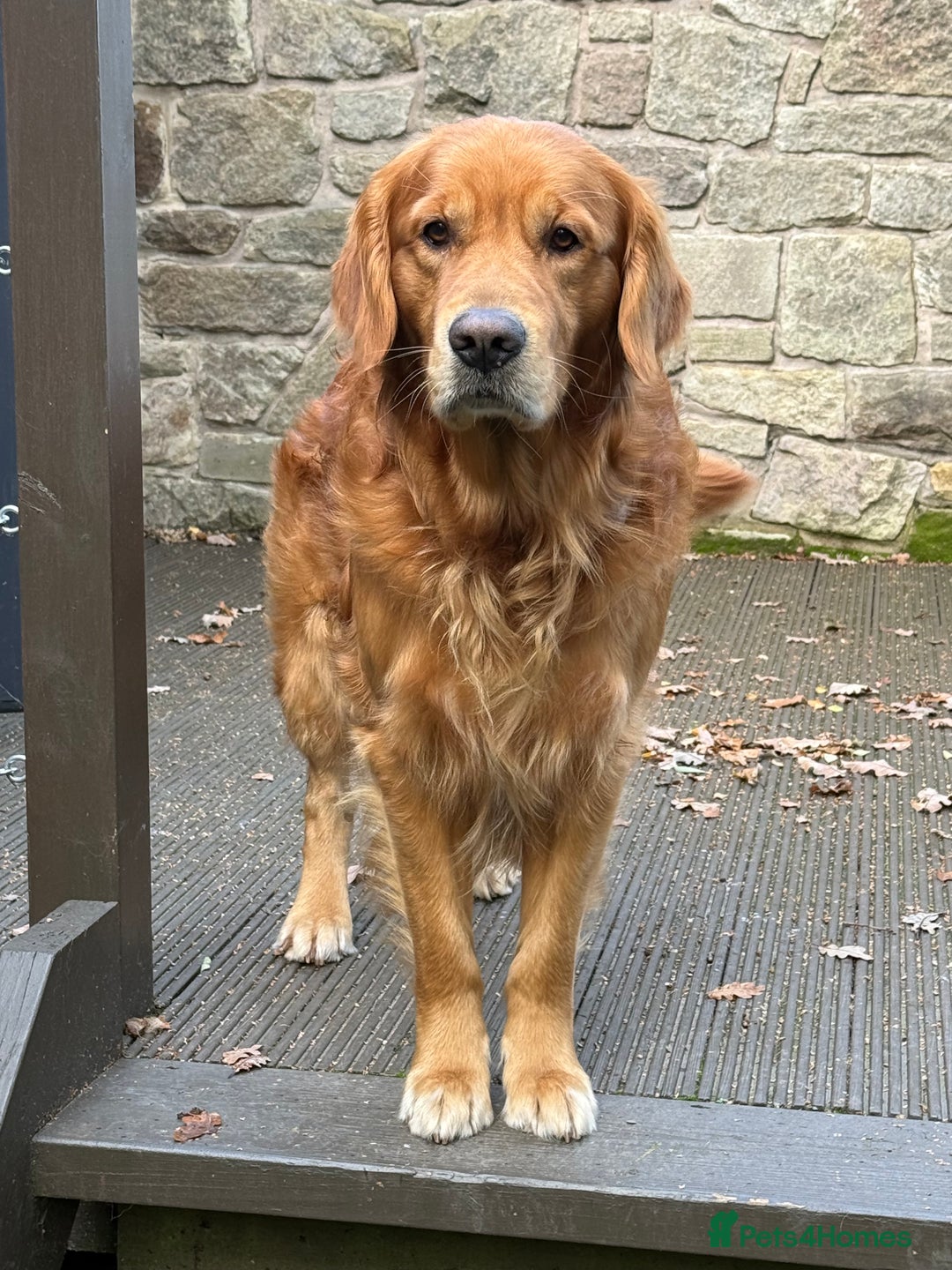 Golden Retriever dogs for stud: Stunning dark red golden retriever  - Image 8
