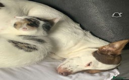 Mixed Breed cats for sale: Beautiful kittens  - Image 16