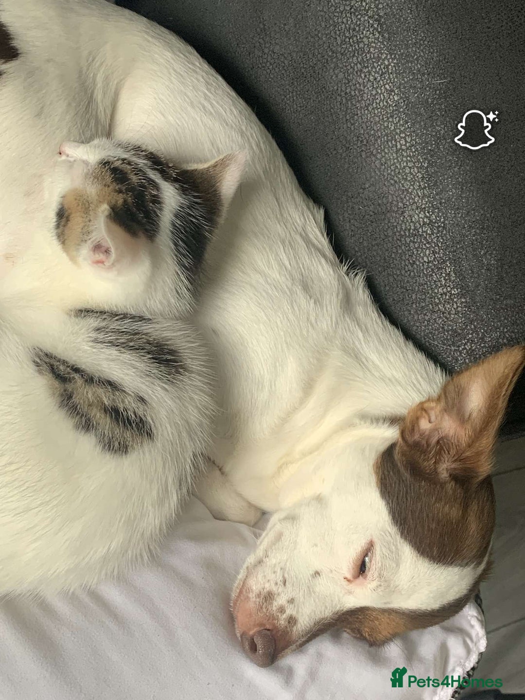 Mixed Breed cats for sale: Beautiful kittens  - Image 16