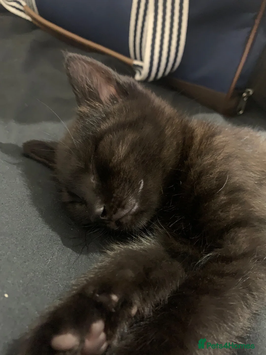 Mixed Breed cats for sale: 2 tabby kittens 12 months old  - Advert 2