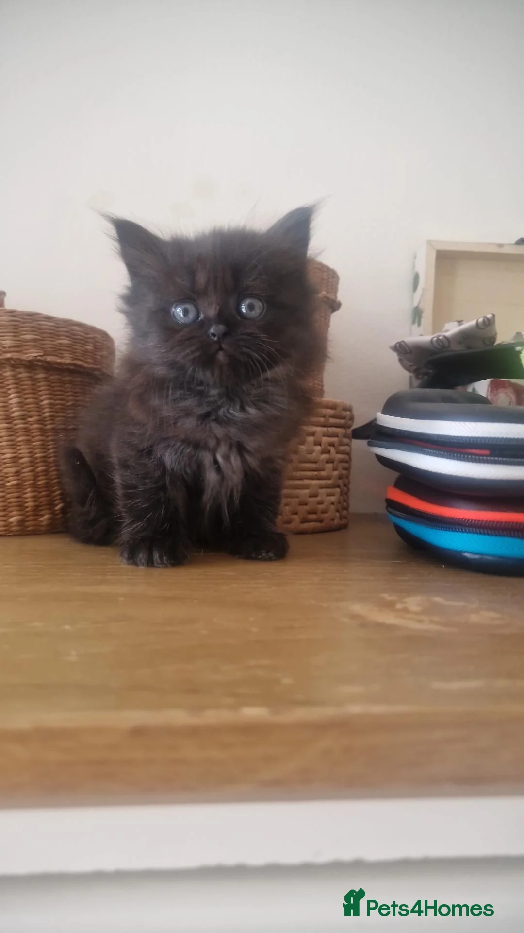 Mixed Breed cats for sale: Mixed Persian kittens - Advert 2