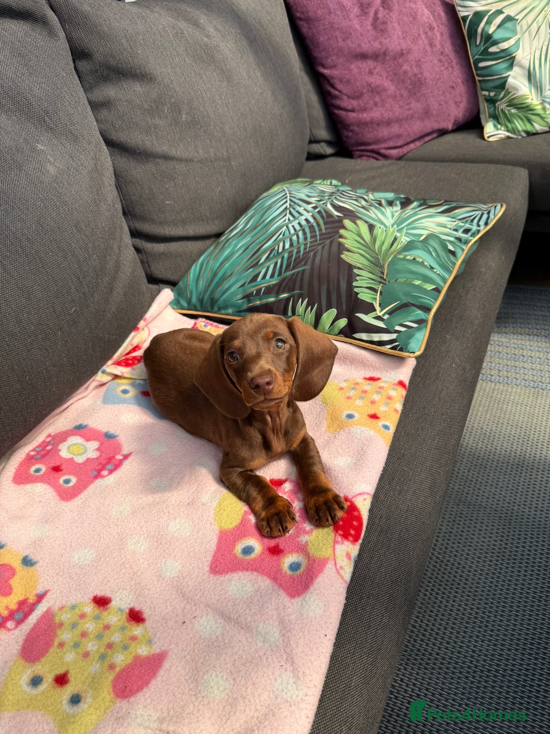 Miniature Dachshund dogs for sale: Miniature dachshund  - Image 2