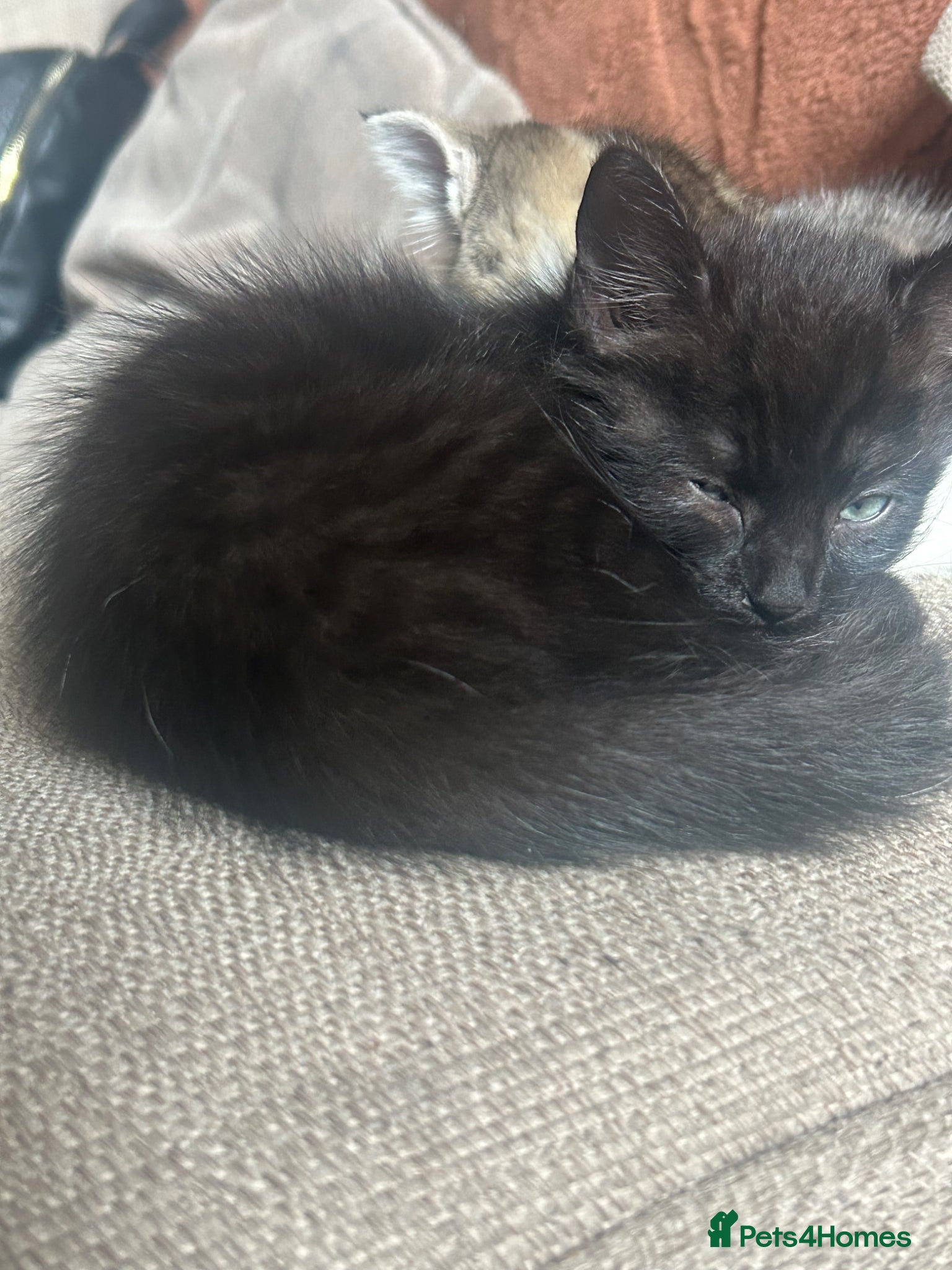 Mixed Breed cats Male kitten - Advert 6