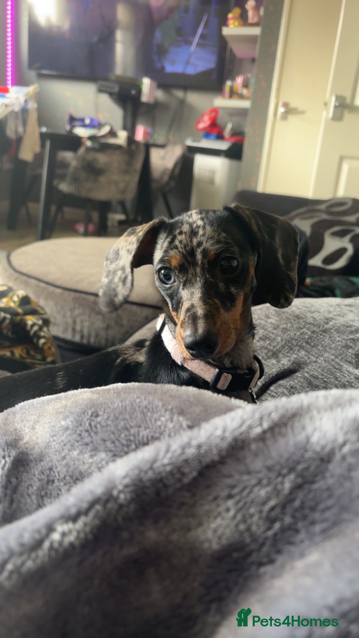 Miniature Dachshund dogs 2 miniature girl dachshunds blue and tan  - Advert 1