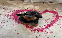 Cockapoo dogs for stud: Stud Only - Cooper the Cockapoo  - Image 6