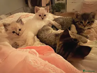 Mixed Breed cats BSH x Ragdoll Kittens READY NOW - Advert 7