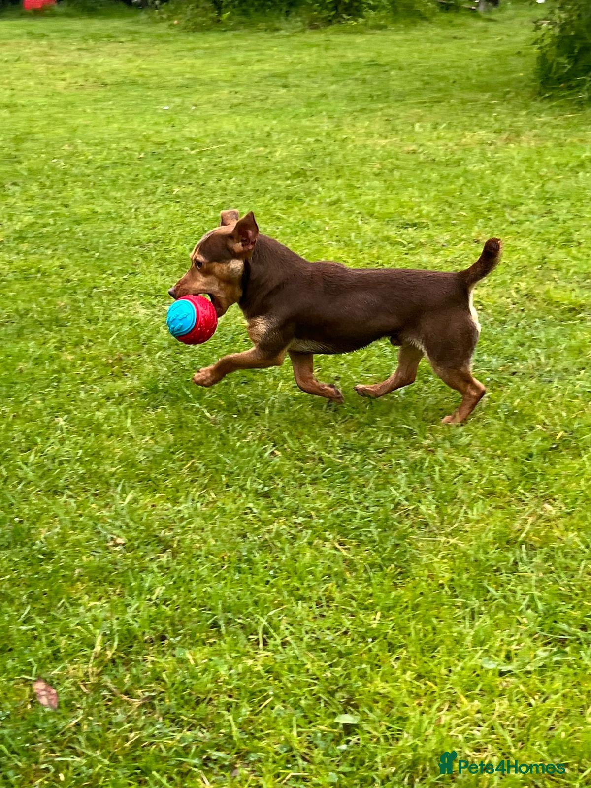 Jack Russell dogs Chocolate and tan short legged stud in Herne Bay - Advert 1