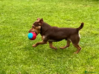 Jack Russell dogs Chocolate and tan short legged stud in Herne Bay - Advert 11