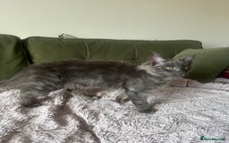 Maine Coon cats for sale: Ready now. Maine Coons big and chunky💖 - Image 37