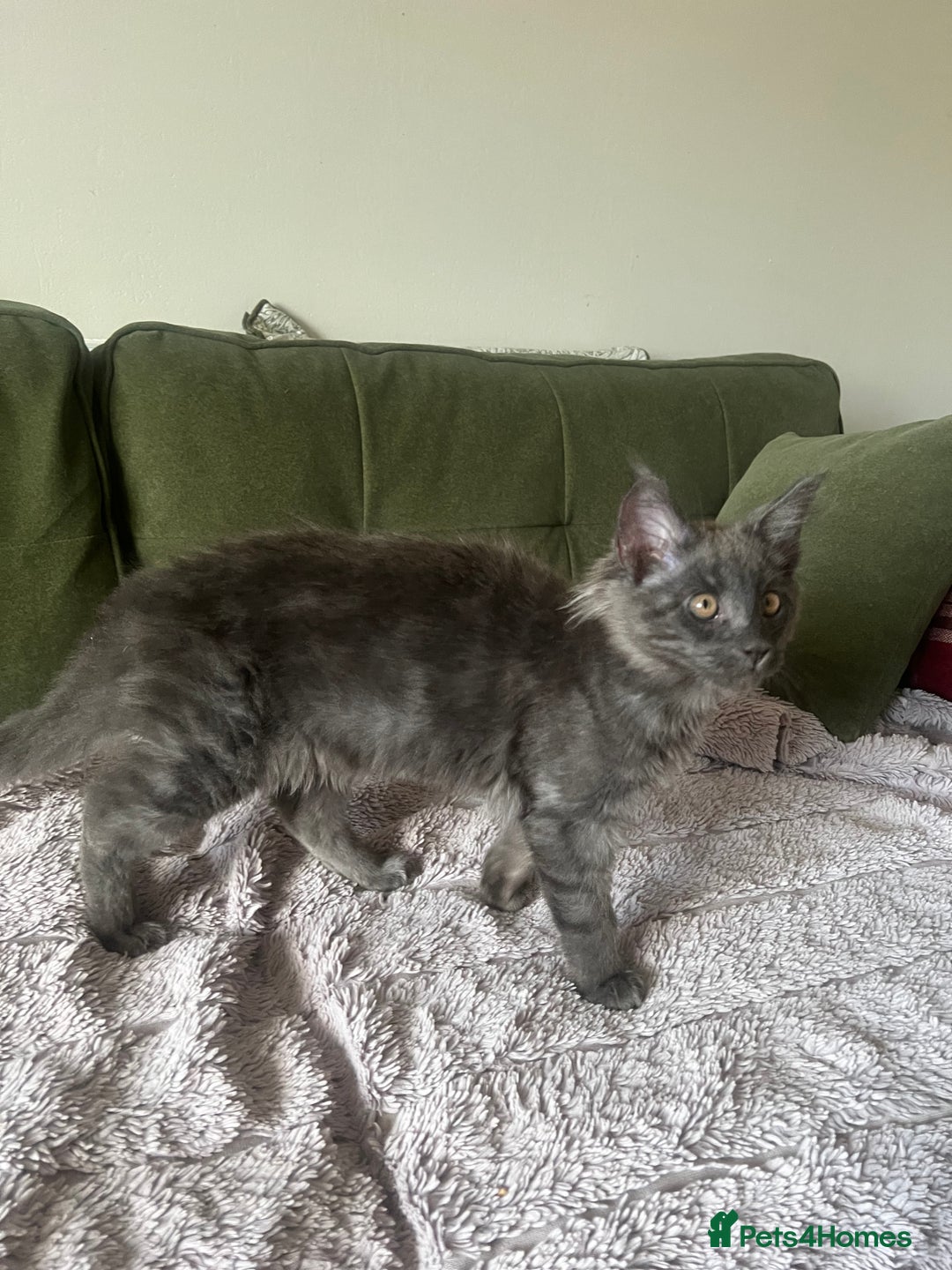 Maine Coon cats for sale: Ready now. Maine Coons big and chunky💖 - Image 37