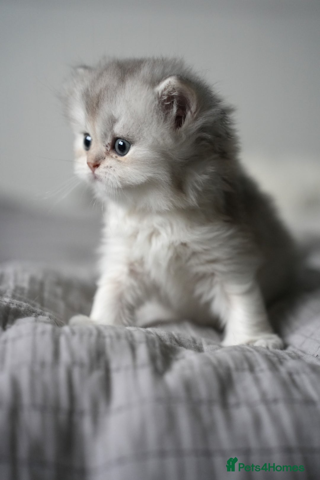 Scottish Fold cats for sale: Scottish fold - Advert 35